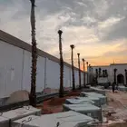 توريد وغرس النخل الواشنطني الزينه ولعربي