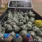 علف الازولا كميات مفتوحه توصيل لجميع مناطق المملكه