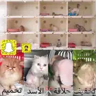 عروض فندقة خدمة عناية بالقطط تحميم شور حلاقة