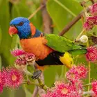 ذكر لوري رد كولار للانتاج