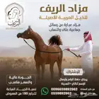 مطلوب اسطبل للإيجار