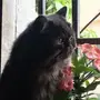 قطة هاف بيكي ذكر 