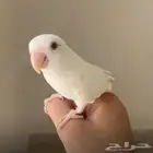 روز اليف ابيض للبيع