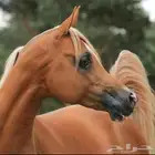خيل لاليجار