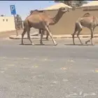 قعود رماني ثني