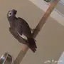 كاسكو غيني للبيع