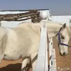 حصان للبيع