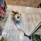 كلب بومرينيان تيدي فيس للبيع