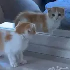 قطة سكوتش صغيرة للبيع