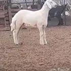 مشروع حري صنف ظغط عالي