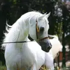 ايجار خيل و سيسي