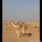 حاشي لباني