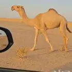 بعير منتج