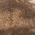 علف تمر