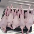 سمان طازج ذبح ولا حي او تربيه