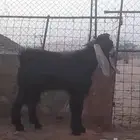 فحل عارضي فاخر