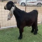 مشروع فحل عارضي جاهز للهداد