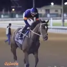 حصان إنجليزي مستورد بطل