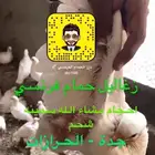 زغاليل حمام فرنسي ماشاء الله