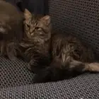 قط للتبني شيرازي امريكي