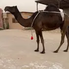 ناقه