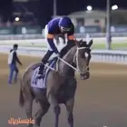 حصان إنجليزي مستورد