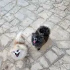 كلاب بومرينيان Pomeranian اناثي للبيع