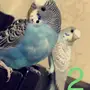 زوج بادجي 100ريال