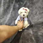 كلب مالتيبو Maltipoo بحجم كف اليد للبيع