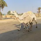 ناقه