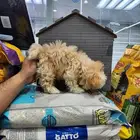 كلب مالتيبو بودل Maltipoo