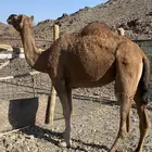 ناقه حمر طيبه تم البيع