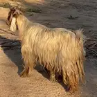 فحل