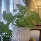 احواض اصيص شجر باحجام مختلفه