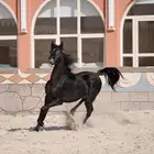 مهره واهو دهماء للبيع