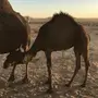بكرة مفروده لباني