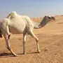 بكار للبيع