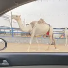 خلفه شقحى حدرها بكره رمانيه وهديه