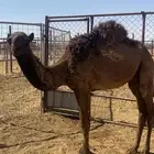 قعدان للبيع