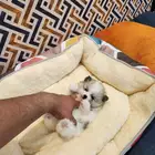 كلب بومرينيان تي كب Pomeranian Puppy للبيع