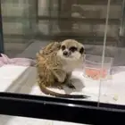 الميركات