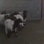 هرافي خرفان