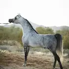 استقبال خيل