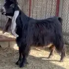 فحول طيبه للبيع ( 2 بورقت ) واحد عارضي