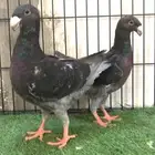 حمام هومر