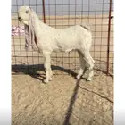 تيس فاخر سلالة الساحل الشرقي