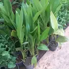 تنسيق الحدائق المنزلية