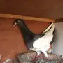 دنش مسوبع بانتاجه