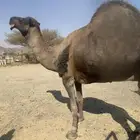 جمل حمر طيب للبيع