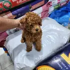 كلب توي بودل toy poodle شوكلت